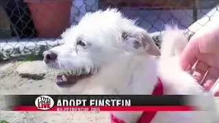The Local Live # 210 - Pet of the Week - 5/3/18