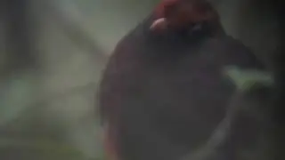 Ward's Trogon