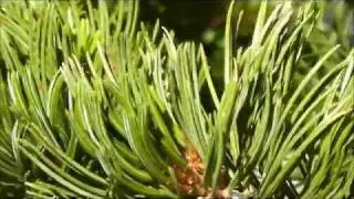 Whitebark Pine (Pinus Albicaulis), Crater Lake National Park, Oregon, USA