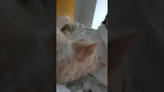 the cat fell unexpectedly and I didn't have time to catch him