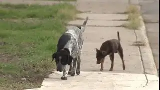 City continues to battle stray animal issue in San Antonio following fatal attack