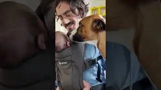 Hyper Dog Becomes SO Calm When His Human Brother Arrives | The Dodo