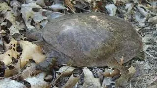 Smooth softshell turtle