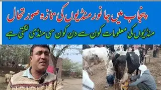 Punjab janwar Mandi. Information Punjab cattle market..22.1.2026