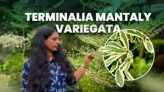 Terminalia mantaly variegata | Mall of gardens| landscaping plant| outdoor plant |