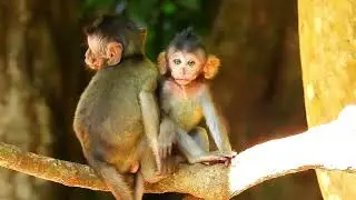 Monkey Grab In Cambodia Good All Monkeys In Khmer #131