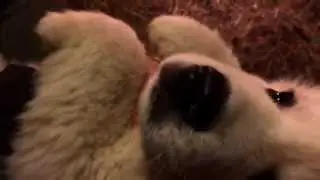 FINAL PUPPY VLOG: Nickskibike is a CHOCOHOLIC. Help him ASAP