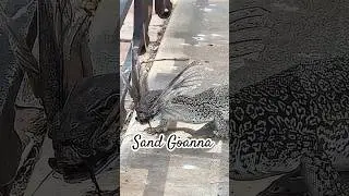 Sand goanna #fyp #youtubeshorts #wildlife #animals #sandgoanna #lizard