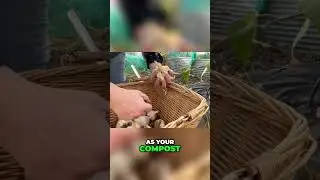 Бесплатный компост, который образуется сам по себе #садоводство #экологичность #лайфхак