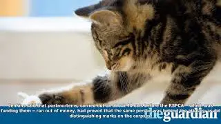 Police issue description of &lsquo;croydon cat killer&rsquo;