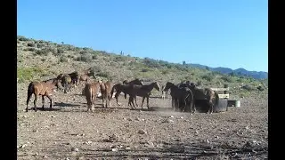 Mesa County supports BLM&rsquo;s wild horse management plan