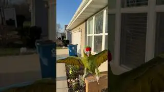 Asking my military macaw parrot to go home after spotting predator #birds #pets #animals #parrot
