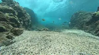 Maui 1255 - Arc-Eye Hawkfish's Light Show