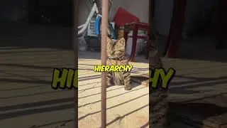 Do Cats Get Jealous of Other Pets or People?