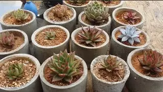 || THINGS TO REMEMBER BEFORE YOU BUY  AGAVOIDES ||