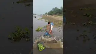Amazing River Fishing with Net #fishing #video