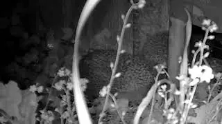 Hedgehog Street: Traffic jam on the Hedgehog Highway