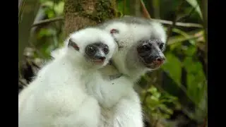 MADAGASCAR LEMURS| Silky SIFAKA gorgeous MOM and BABY