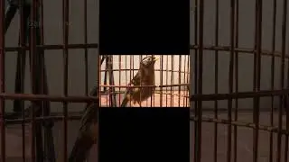 Họa Mi Trống H&oacute;t Đấu &ndash; Ra Giọng Li&ecirc;n Tục Kh&ocirc;ng Nghỉ #Daichannel #shorts #hoami #hoamimai #hoamihotda
