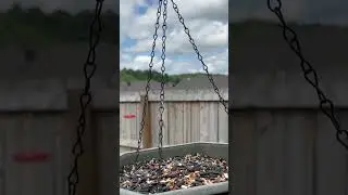 #Shorts: #birds and #hummingbirds caught with #tripod #camera