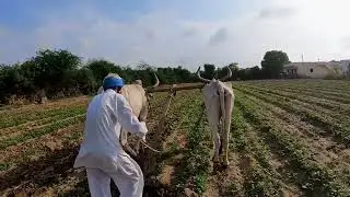 Indian Village Farmer Doing Ox Farming through traditional way