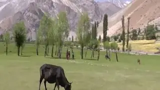 Road to Darkot Valley. GB. Pakistan ( درکوٹ وادی کی طرف)||yasin clicks