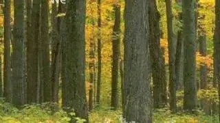 Falling Leaves - Michael Forrest