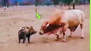 O TOURO NÃO SABIA QUE O PORCO IRIA FAZER ISSO