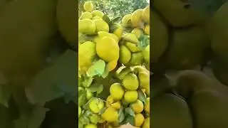 Orange Orchard Harvest! Trees Full of Plump Oranges 🍊