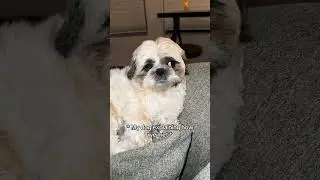#ytshorts #shihtzus #shorts #cute #dog#doglover #fyp #dogshorts #dogvideos #funny #nervous #yt