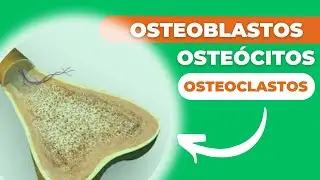 COMO O OSSO SE REGENERA APÓS UMA FRATURA? A Equipe de Células em Ação!