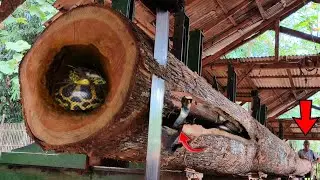 Almost endangered people!! Deadly little monster attack' during the sawing of California oak tree