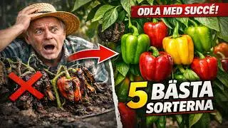 Sluta misslyckas med paprika! Dessa 5 sorter växer hos ALLA (Nybörjarens guide)