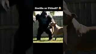 Fierce Gorilla vs Fearless Pitbull Fight!