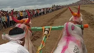 सर्वात मोठ पेडगाव मैदान 2022 / बैलगाडी शर्यत /khillar cow
