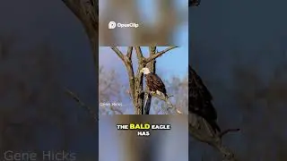 Mike the bird man from MN: Bald Eagles  Powerful Hunters in Harsh Winters!