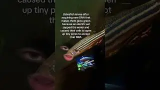 Животные создают собственные генетические гибриды.