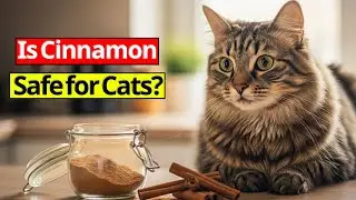 Can Cats Have Cinnamon? Safety Facts for Cat Owners