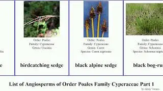 List of Angiosperms of Order Poales Family Cyperaceae Part 1 sedge bulrush bolboschoenus spikerush