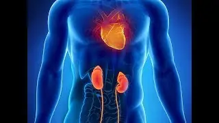 Chinese Medicine: Shao Yin