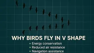 Birds V-shape | Why | Babar Explain