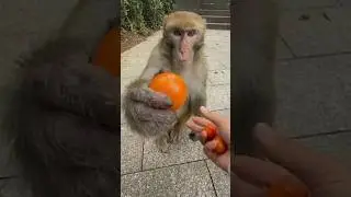 🙊झूठे वादे और असली फल: 🍎 एक दिल छू लेने वाली कहानी।