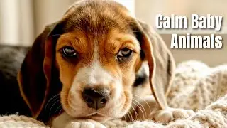Cute Baby Animals Relaxing Compilation 🐾 Instant Stress Relief