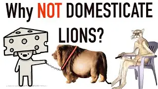 Can LIONS Be Domesticated?