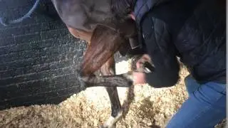 Adjustments of fetlock and coffin joint of the horse, 'My Tent or Yours' by Dr Jerome Poupel D.C.