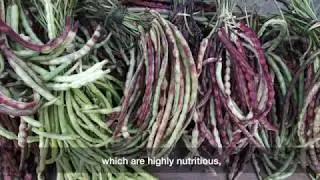 Biodiversity for Food and Nutrition in Chizami, Nagaland, India