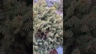 Picea abies Pirna Globe 💚🌲💚12.11.24.🌲🍁