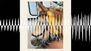 #359 Haflinger-Hammer: Dieses Geheimnis f&uuml;hrte zum ersten M-Sieg - Der Pferdepodcast