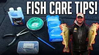 Save Your Bass Tournament with The BEST Fish Care!