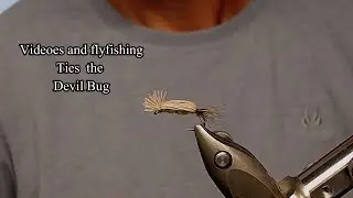 Devil Bug